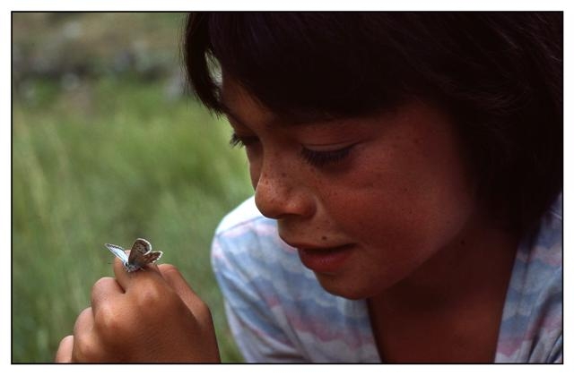 otariri butterfly (Small).jpg